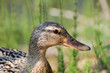 canard canard
