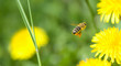 Foto: Biene bestäuben Löwenzahn Biene bestäuben Löwenzahn
