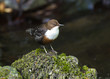Dipper (Cinclus cinclus) Dipper (Cinclus cinclus)