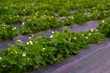 Photo: strawberry plant strawberry plant