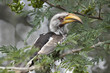 Yellowbilled hornbill in an acacia tree