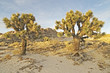 Red Cliffs Natural Preserve of Red Rock Canyon, CA