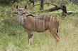 Kudu ewe on alert in the bushveld Kudu ewe on alert in the bushveld