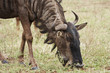 Blue widebeest (gnu) grazing Blue widebeest (gnu) grazing