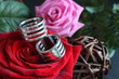 Photo: Alliances Alliances