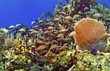 School of Fish and Sea Fan in Cayman Brac