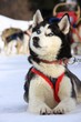 huskie