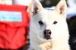 Huskie