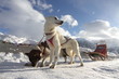 huskie