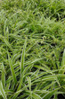 chlorophytum