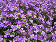 Blaukissen- wallcress - aubrieta