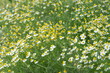 Fild Of Camomiles