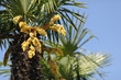Palmen Blüten