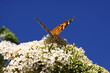Butterfly cynthia cardui, la belle dame