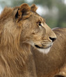 young lion