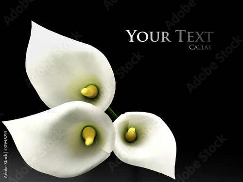 Illustration: 3D callas on the black backgraund 3D callas on the black backgraund