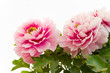 pink peony flower