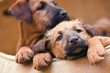 Irish Terrier Welpen