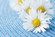 Daisies close-up