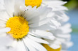 Daisies low depth of field