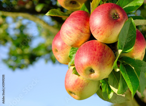 Photo: Erntereife farbenfrohe Äpfel am Ast Erntereife farbenfrohe Äpfel am Ast