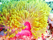 Foto: anemone anemone