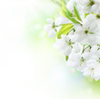 Spring Cherry Flowers border. Orchard