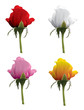 rose collection