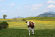 Vache devant le Puy de Dôme