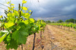 Vignes