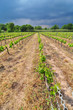 Vignes