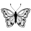 butterfly