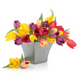 Tulip Flowers