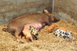 Foto: Ferkel Ferkel