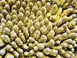 Foto: Hard coral background Hard coral background