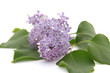lilas