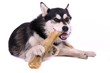 liegender Junghund Husky kauend am Knochen