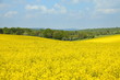 Champs de colza