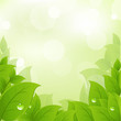 Fresh And Green Leaves Fresh And Green Leaves