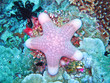 Foto: thickhand starfish thickhand starfish
