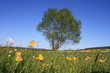 meadows in spring