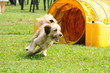 agility dog