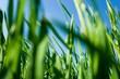 Grassland - Froschperspektive