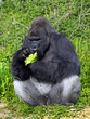 A western lowland silver back male gorilla