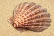 Muschelschale auf Sand