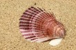 Muschelschale auf Sand