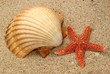 Muschelschale und Seestern auf Sand