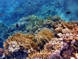 Red Sea