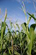 bio ethanol