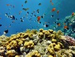 Red Sea